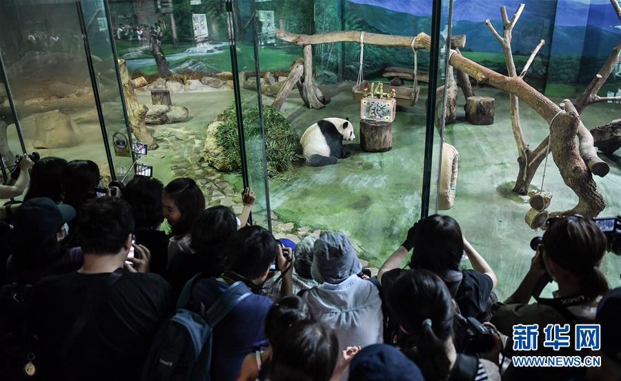 （社會）（4）大陸贈臺大熊貓“團(tuán)團(tuán)”“圓圓”歡度14歲生日